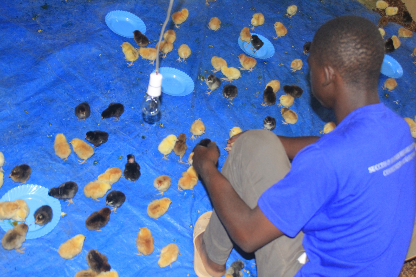 Uganda, Poultry Business To Pay School Fees